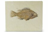 Detailed Fossil Fish (Priscacara) - Wyoming #356737-1